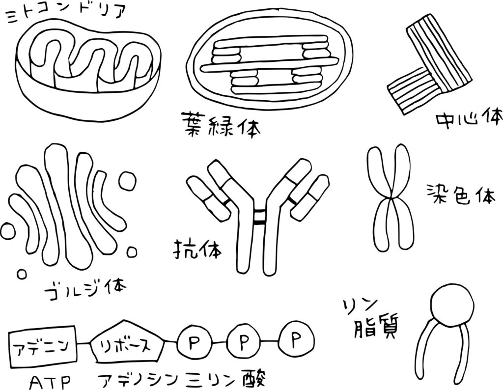 新練習会メニュー「存在の層と人体」